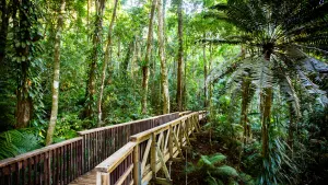 Daintree & Cape Tribulation